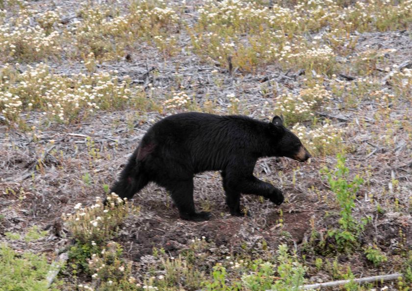 black bear 1
