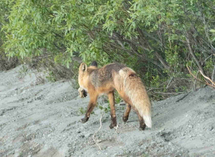 fox