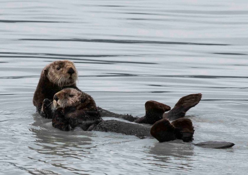 Sea otters 2