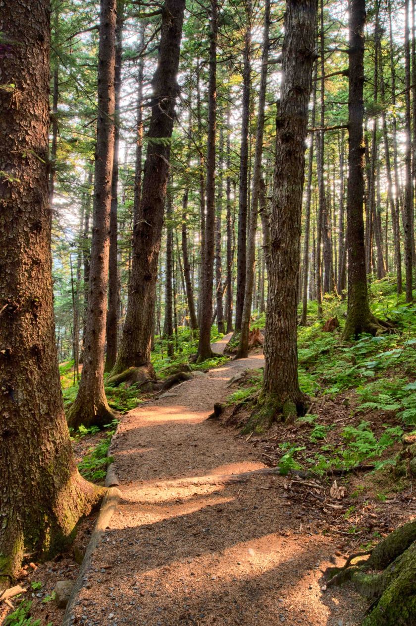 A walk in the woods 1