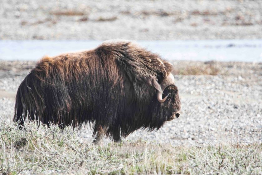 Musk Oxen 1