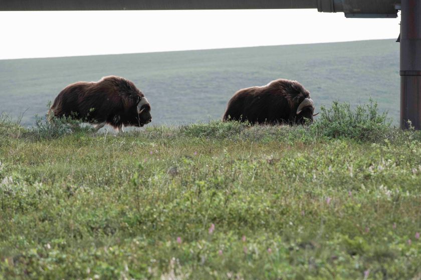 Musk Oxen with pipeline 1