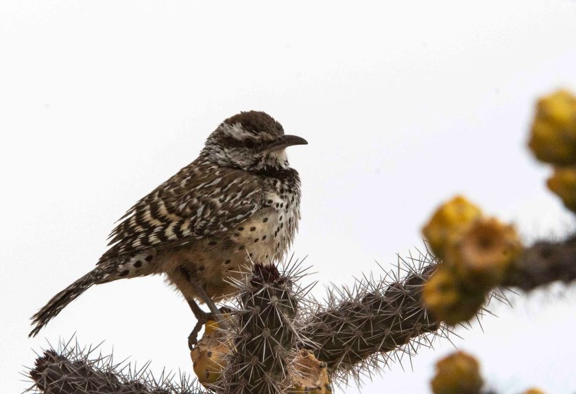 Bird on Cactus