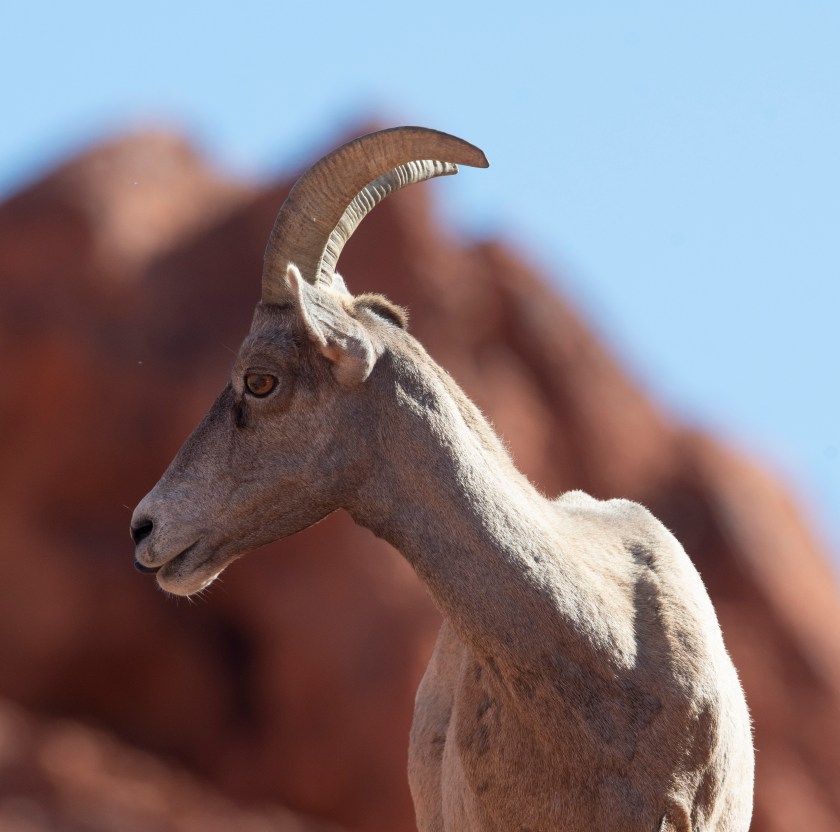 Big Horn Sheep in Valley of Fire 2