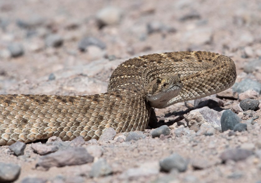 Rattlesnake 2