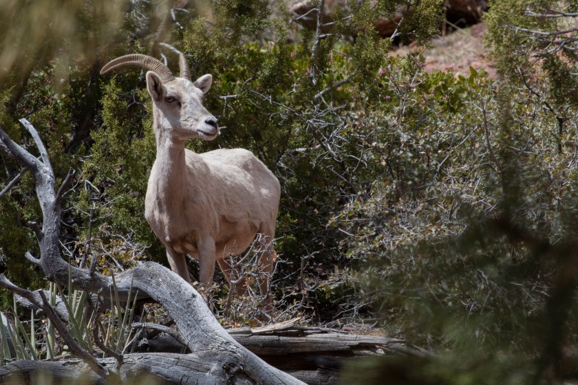 Big Horn Sheep