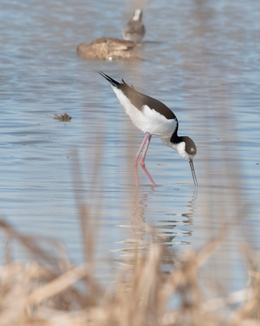 Black Necked Stilt 2
