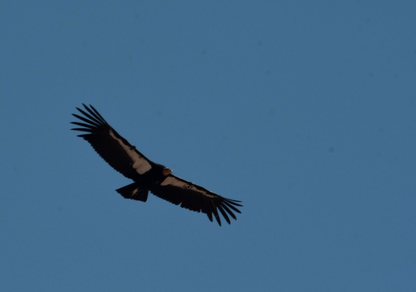 California Condor 1
