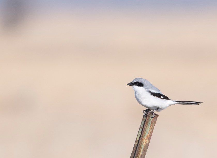 Loggerhead Shrike