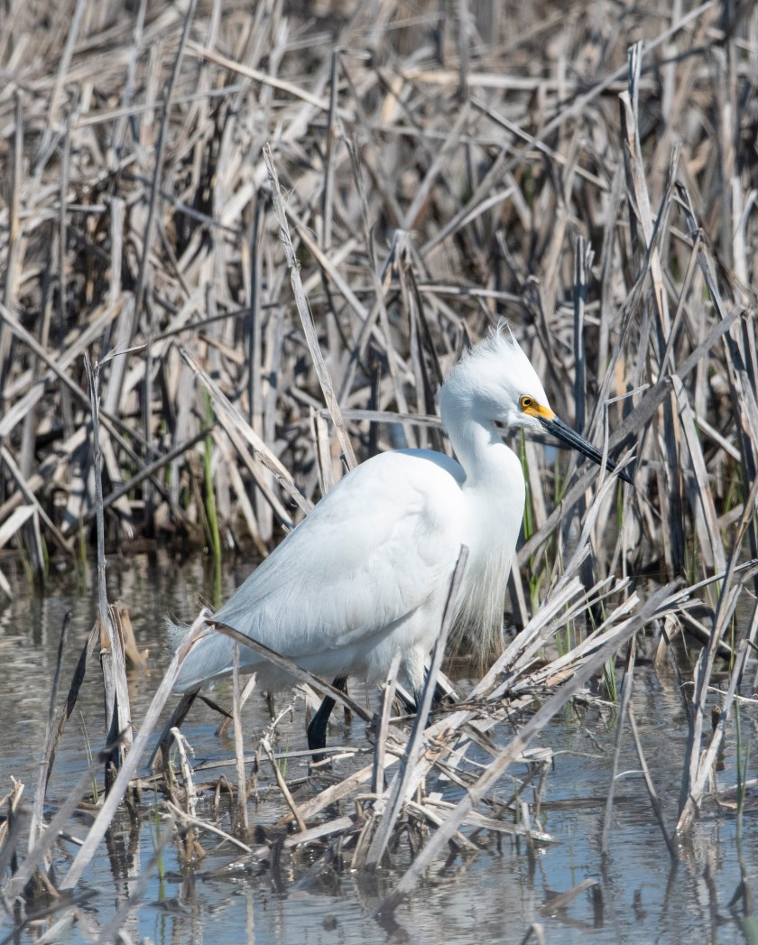 Snowy Egret